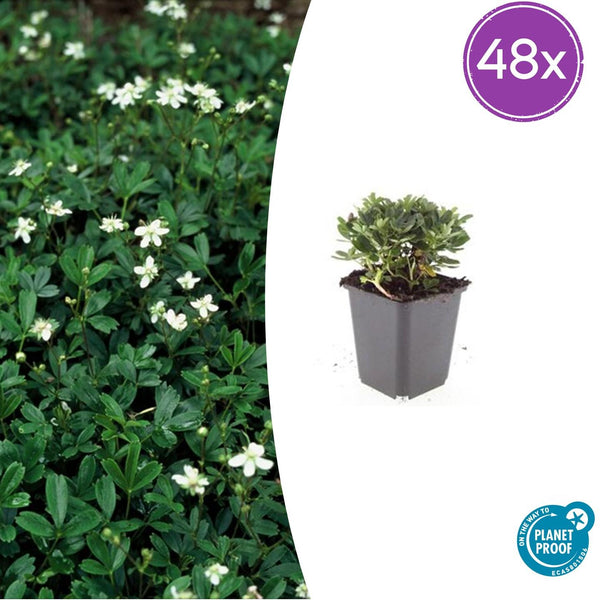 Dreizähniges Fingerkraut ‚Nuuk' – Potentilla tridentata
