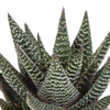 Sukkulenten-Set „Gasteria & Haworthia“ – 3 Sukkulenten – Ansicht 12