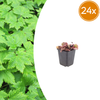 Herzblättrige Schaumblüte – Tiarella cordifolia