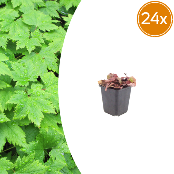 Herzblättrige Schaumblüte – Tiarella cordifolia