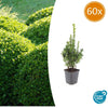 Buchsbaum – Buxus sempervirens