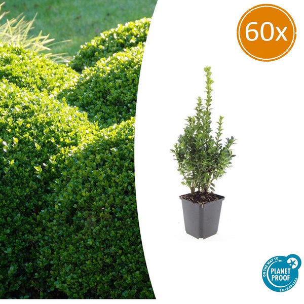 Buchsbaum – Buxus sempervirens
