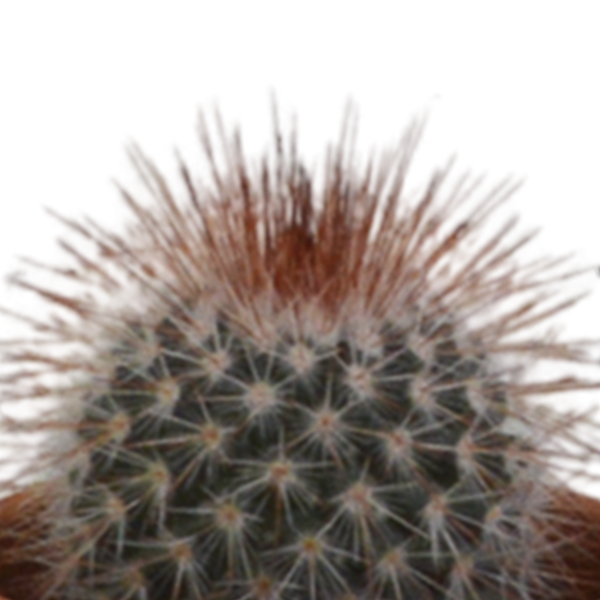 Kakteen-Set „Kakteen-Mix" – 5 Kakteen – Ansicht 4