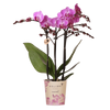 Schmetterlingsorchidee ‚Mineral Vienna' – Phalaenopsis