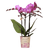 Schmetterlingsorchidee ‚Mineral Vienna' – Phalaenopsis