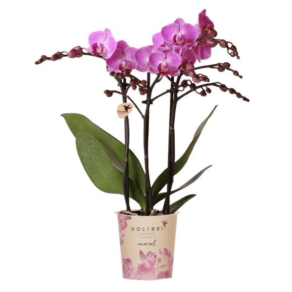 Schmetterlingsorchidee ‚Mineral Vienna' – Phalaenopsis