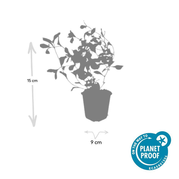 Hornnarbe – Ceratostigma plumbaginoides – Ansicht 2