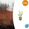 Roter Hartriegel ‚Midwinter Fire' – Cornus sanguinea