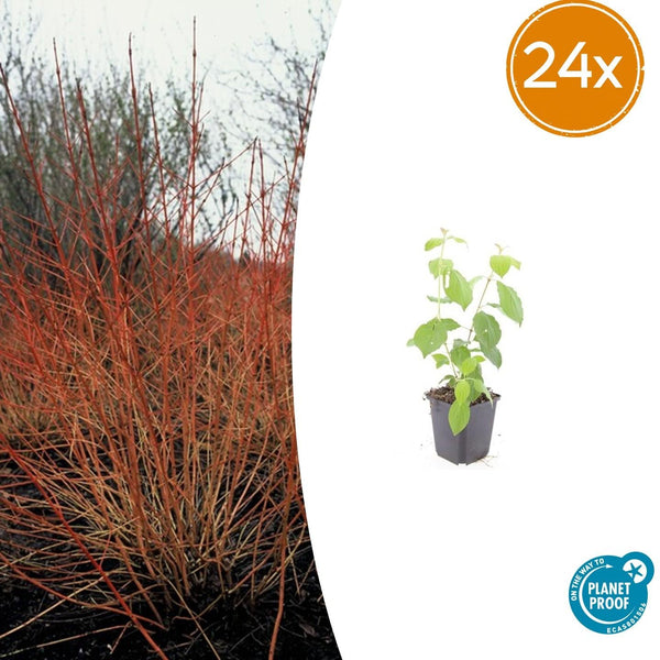 Roter Hartriegel ‚Midwinter Fire' – Cornus sanguinea