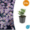 Ageratum-Aster ‚Stardust' – Aster ageratoides