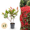 Glanzmispel ‚Little Red Robin' – Photinia × fraseri