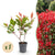 Glanzmispel ‚Little Red Robin' – Photinia × fraseri