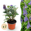 Schmetterlingsstrauch ‚Butterfly Candy Little Lila' – Buddleja davidii
