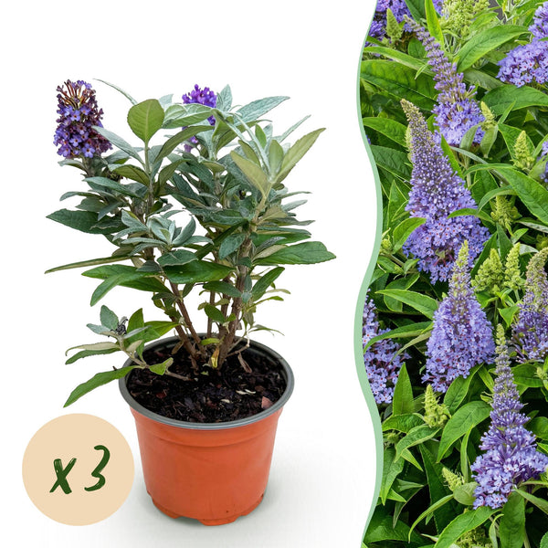 Schmetterlingsstrauch ‚Butterfly Candy Little Lila' – Buddleja davidii