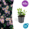 Ageratum-Aster ‚Asran' – Aster ageratoides