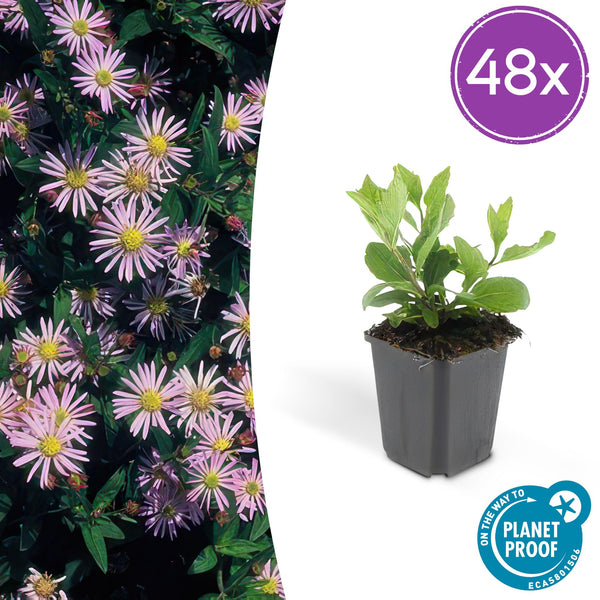Ageratum-Aster ‚Asran' – Aster ageratoides