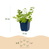 Katzenminze – Nepeta × faassenii – Ansicht 3