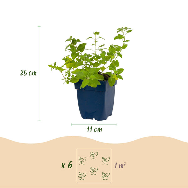 Katzenminze – Nepeta × faassenii – Ansicht 3