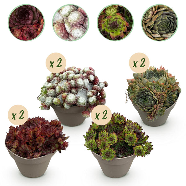 Hauswurz ‚Big Sam' – Sempervivum