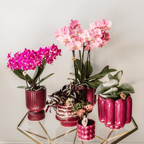 Zebrakraut – Tradescantia zebrina – Ansicht 7