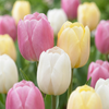 Tulpe ‚Sorbet Mix' – Tulipa