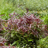 Traubenheide ‚Burning Love' – Leucothoe – Ansicht 5