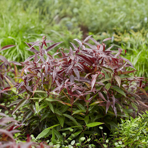 Traubenheide ‚Burning Love' – Leucothoe – Ansicht 5