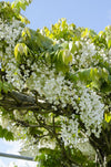 Blauregen ‚Longissima Alba' – Wisteria floribunda – Ansicht 2