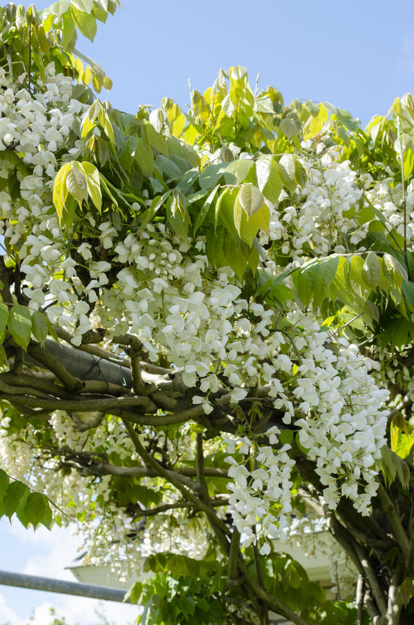 Blauregen ‚Longissima Alba' – Wisteria floribunda – Ansicht 2