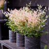Himmelsbambus ‚Twilight' – Nandina domestica – Ansicht 5