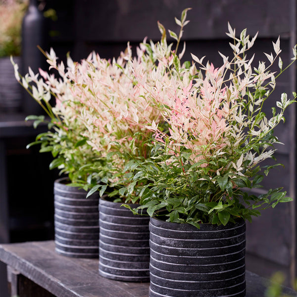 Himmelsbambus ‚Twilight' – Nandina domestica – Ansicht 5