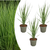 Rutenhirse ‚Northwind' – Panicum virgatum – Ø 12 cm, 3 Stück