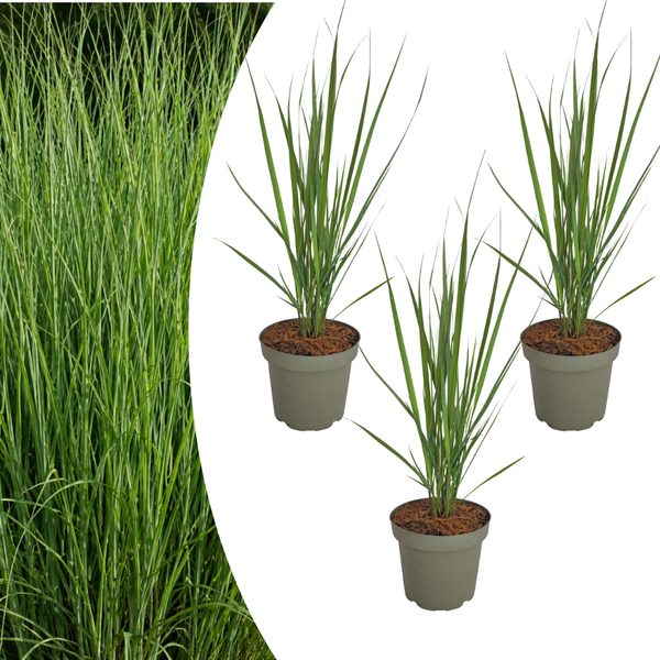 Rutenhirse ‚Northwind' – Panicum virgatum – Ø 12 cm, 3 Stück
