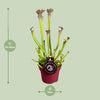 Schlauchpflanze – Sarracenia × farnhamii – Ansicht 2