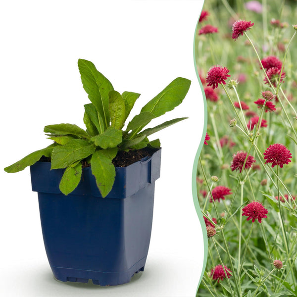 Mazedonische Witwenblume – Knautia macedonica