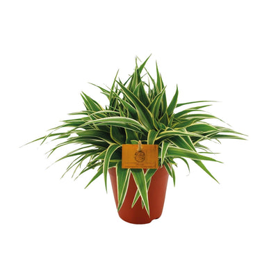 Grünlilie ‚Ocean' – Chlorophytum comosum