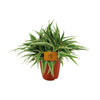 Grünlilie ‚Ocean' – Chlorophytum comosum