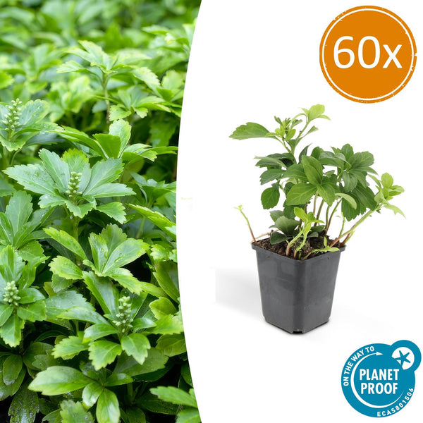 Dickmännchen ‚Green Carpet' – Pachysandra terminalis