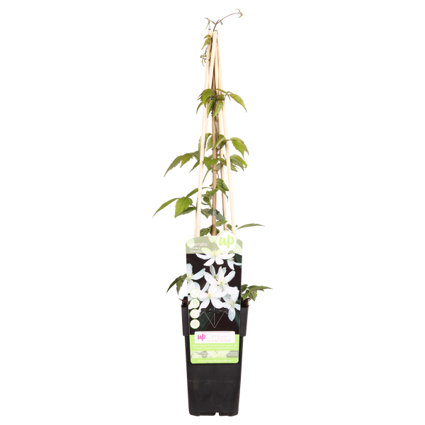Berg-Waldrebe ‚Grandiflora' – Clematis montana