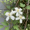 Gewöhnliche Waldrebe – Clematis vitalba – Ansicht 3