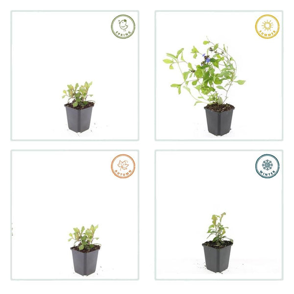 Hornnarbe – Ceratostigma plumbaginoides – Ansicht 3