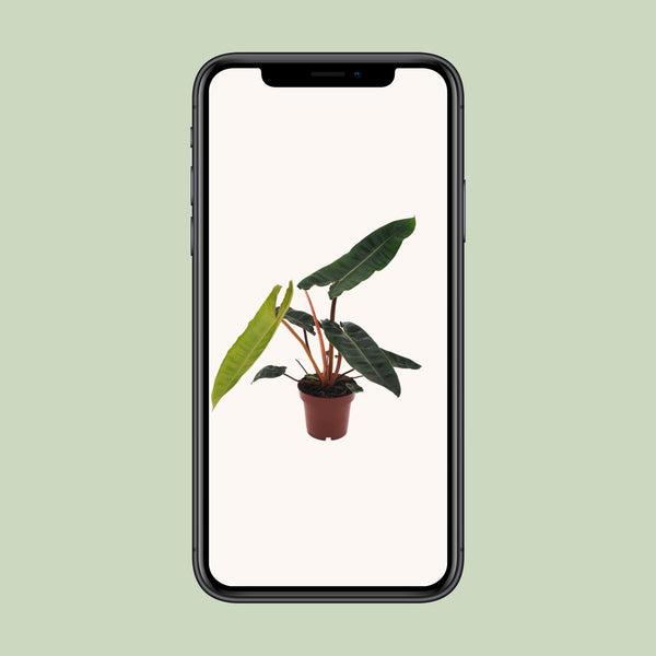 Philodendron billietiae – Ansicht 4