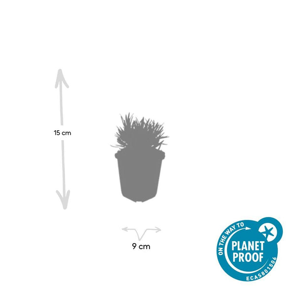Lavendel ‚Edelweiss' – Lavandula intermedia – Ansicht 3
