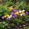 Krokus-Mischung – Crocus – Ansicht 2