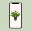 Nestfarn ‚Campio' – Asplenium nidus – Ansicht 4