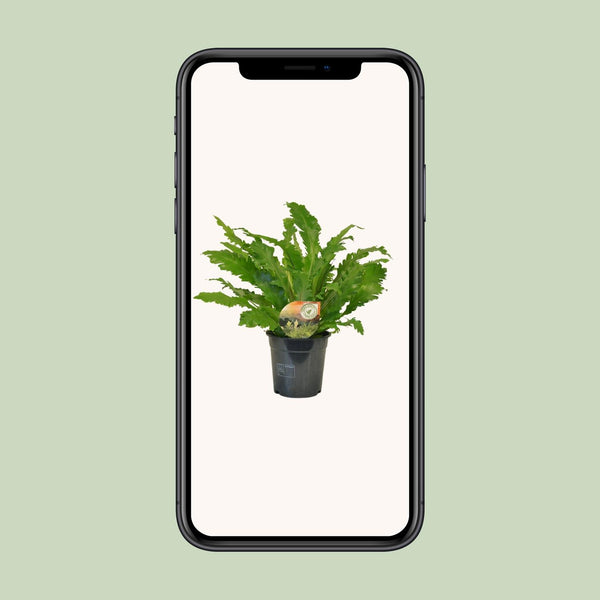 Nestfarn ‚Campio' – Asplenium nidus – Ansicht 4