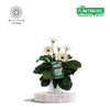 Gerbera ‚Garvinea' Weiß