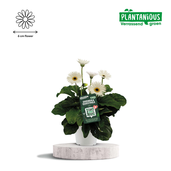 Gerbera ‚Garvinea' Weiß