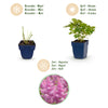 Chinesische Prachtspiere ‚Pumila' – Astilbe chinensis – Ansicht 4