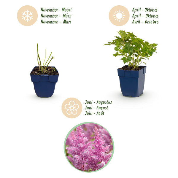 Chinesische Prachtspiere ‚Pumila' – Astilbe chinensis – Ansicht 4